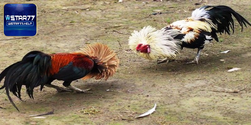 Các Thế Đá Gà Hay Được Nhiều Cao Thủ Áp Dụng Hiện Nay