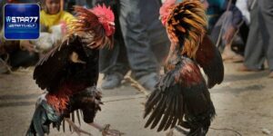 Đá Gà Mộc Bài - Theo Dõi Trận Đấu Đỉnh Cao Tại Wstar77