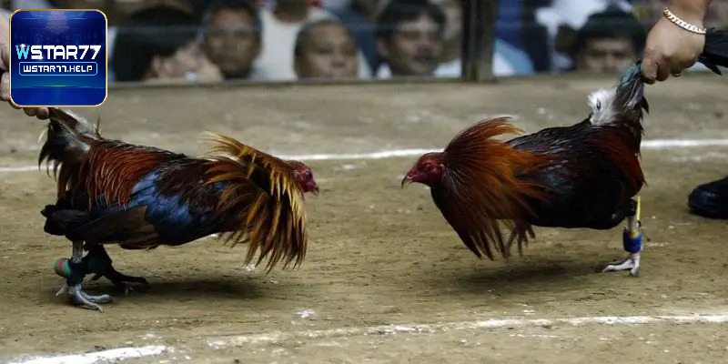Đá gà Mộc Bài nhiều loại hình thi đấu