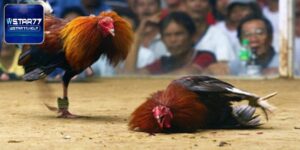 Gà Chọi Cựa Dao - Hướng Dẫn Chi Tiết Cách Đá Gà Tại Wstar77