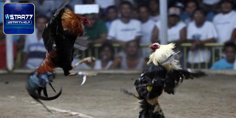 Luật chơi đá gà cựa dao