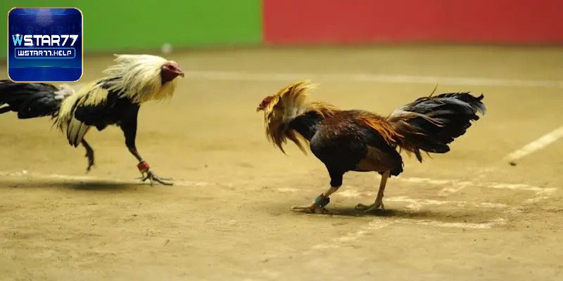 Mộc Bài - Nơi cung cấp các trận đá gà đỉnh cao