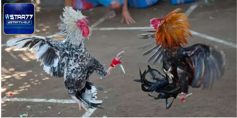 Vài nét về gà chọi cựa dao